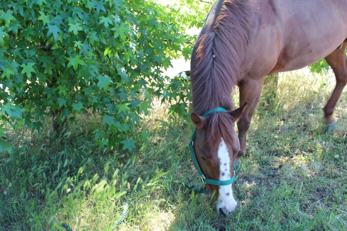 Dusty Horse Munching On Grass